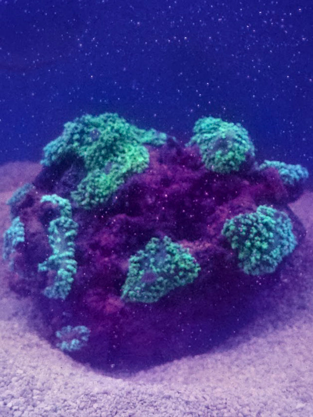 Neon Green Hairy Mushroom Colonies Established On Live Rock, Vibrant Fluorescent Green Tentacles