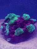 Neon Green Hairy Mushroom Colonies Established On Live Rock, Vibrant Fluorescent Green Tentacles