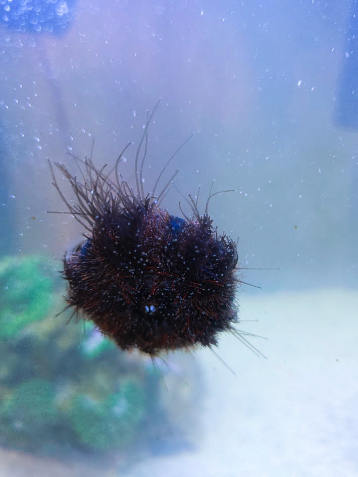 Tuxedo Sea Urchin, Mespilia Globulus, 2–3 Inch Marine Invertebrate Prized For Intense Algae Grazing, Particularly On Hair Algae