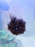 Tuxedo Sea Urchin, Mespilia Globulus, 2–3 Inch Marine Invertebrate Prized For Intense Algae Grazing, Particularly On Hair Algae