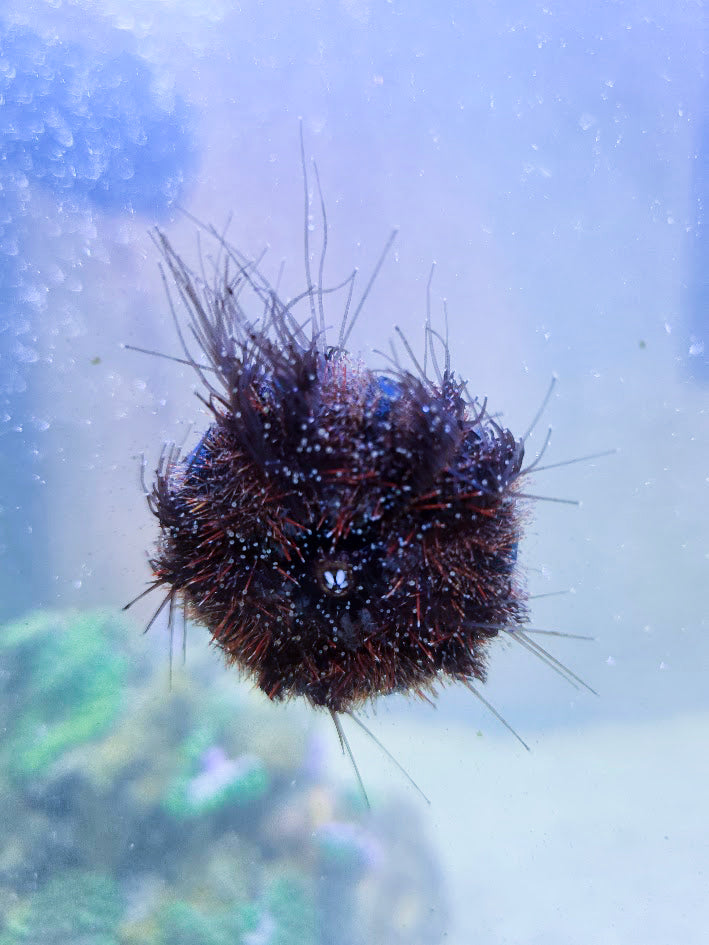 Tuxedo Sea Urchin, Mespilia Globulus, 2–3 Inch Marine Invertebrate Prized For Intense Algae Grazing, Particularly On Hair Algae