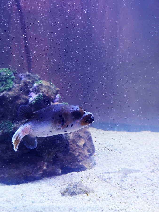 Dog-Faced Puffer, Arothron Nigropunctatus, A Very Charming Aquatic Creature That Is Hard To Find