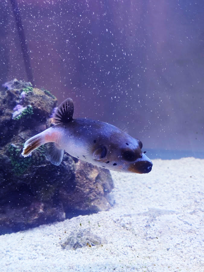 Dog-Faced Puffer, Arothron Nigropunctatus, A Very Charming Aquatic Creature That Is Hard To Find