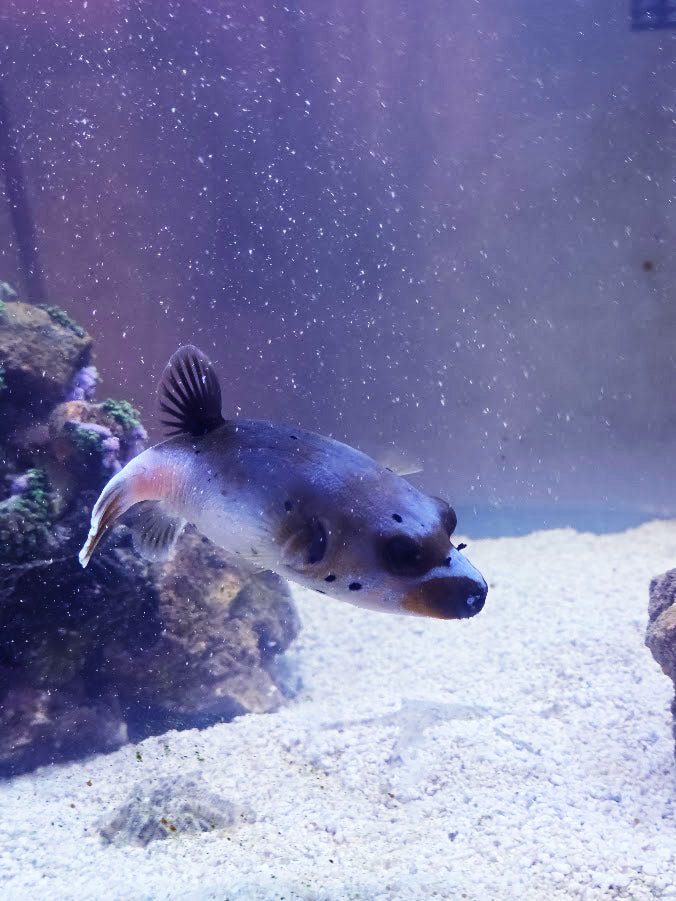 Dog-Faced Puffer, Arothron Nigropunctatus, A Very Charming Aquatic Creature That Is Hard To Find