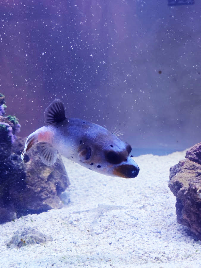 Dog-Faced Puffer, Arothron Nigropunctatus, A Very Charming Aquatic Creature That Is Hard To Find