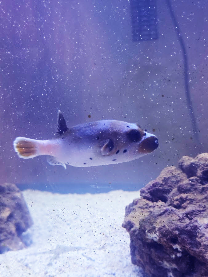Dog-Faced Puffer, Arothron Nigropunctatus, A Very Charming Aquatic Creature That Is Hard To Find