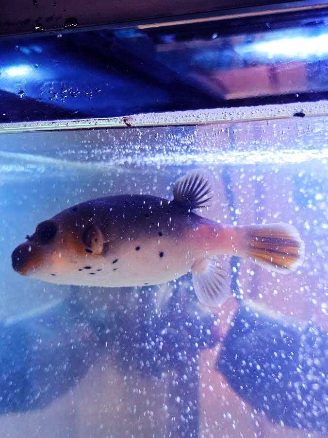 Dog-Faced Puffer, Arothron Nigropunctatus, A Very Charming Aquatic Creature That Is Hard To Find