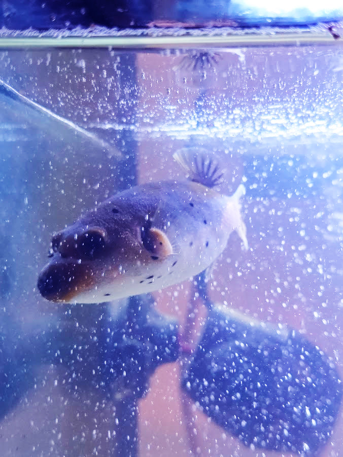 Dog-Faced Puffer, Arothron Nigropunctatus, A Very Charming Aquatic Creature That Is Hard To Find