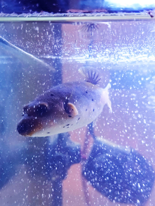 Dog-Faced Puffer, Arothron Nigropunctatus, A Very Charming Aquatic Creature That Is Hard To Find