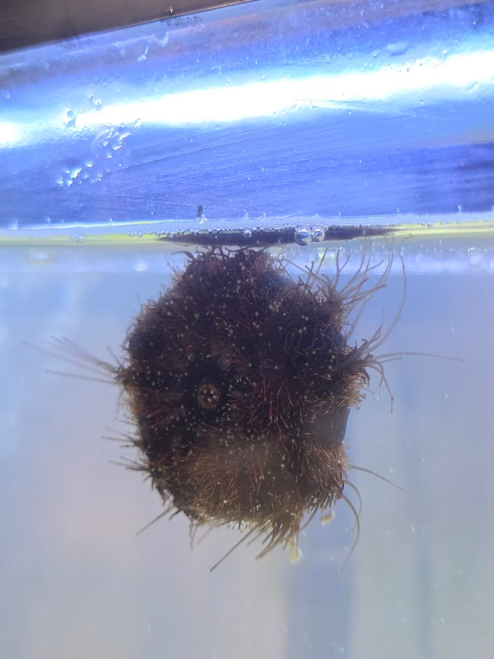 Tuxedo Sea Urchin, Mespilia Globulus, 2–3 Inch Marine Invertebrate Prized For Intense Algae Grazing, Particularly On Hair Algae