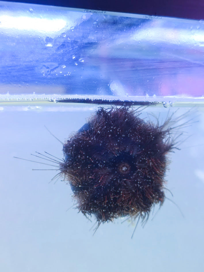 Tuxedo Sea Urchin, Mespilia Globulus, 2–3 Inch Marine Invertebrate Prized For Intense Algae Grazing, Particularly On Hair Algae