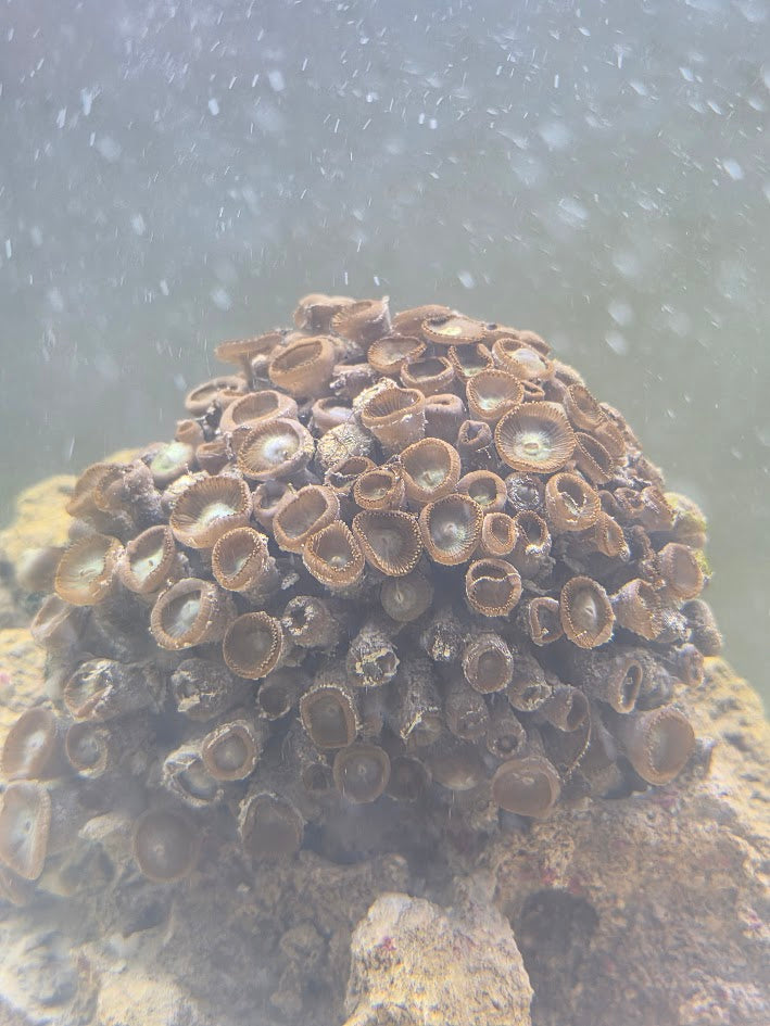 Assorted Zoa Colony (Very Large), Form Clusters Of Small, Button Like Polyps That Open Into Stunning Patterns
