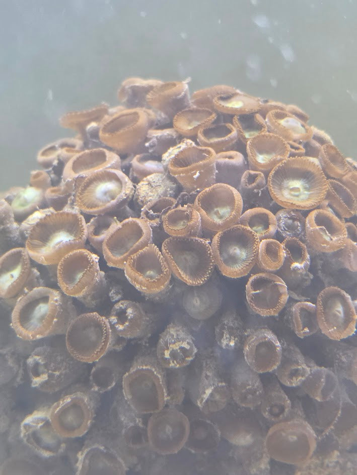 Assorted Zoa Colony (Very Large), Form Clusters Of Small, Button Like Polyps That Open Into Stunning Patterns