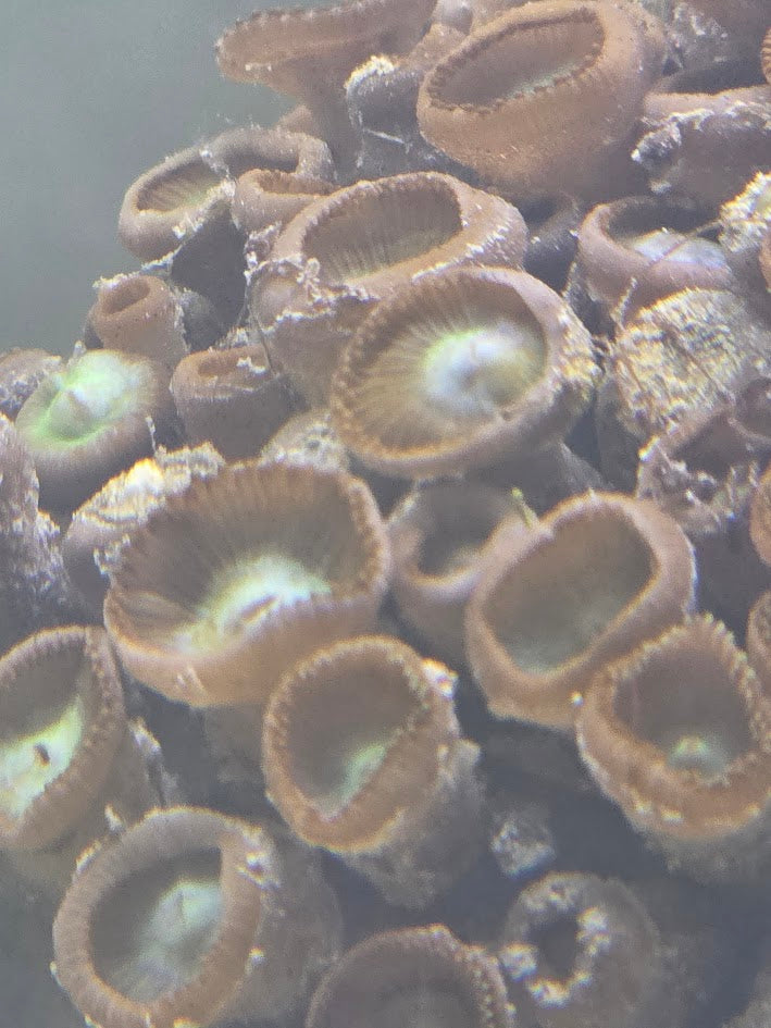 Assorted Zoa Colony (Very Large), Form Clusters Of Small, Button Like Polyps That Open Into Stunning Patterns