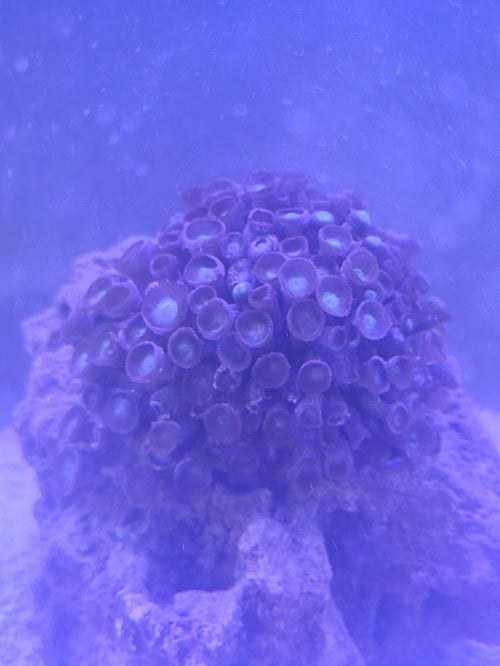 Assorted Zoa Colony (Very Large), Form Clusters Of Small, Button Like Polyps That Open Into Stunning Patterns
