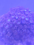 Assorted Zoa Colony (Very Large), Form Clusters Of Small, Button Like Polyps That Open Into Stunning Patterns