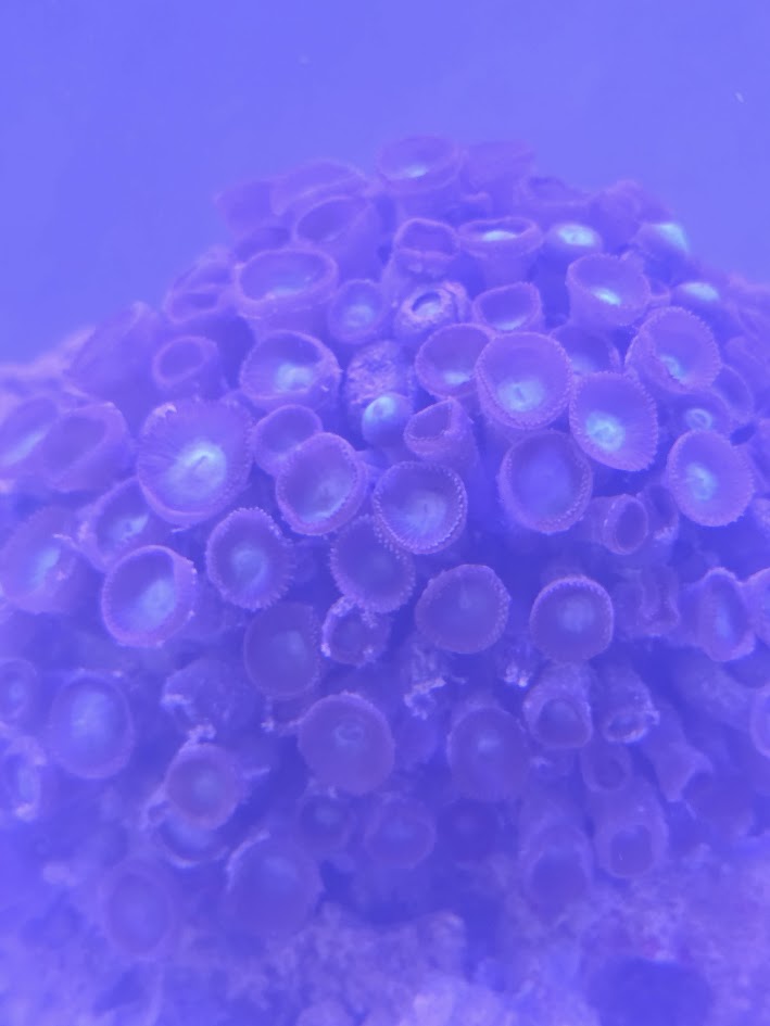 Assorted Zoa Colony (Very Large), Form Clusters Of Small, Button Like Polyps That Open Into Stunning Patterns
