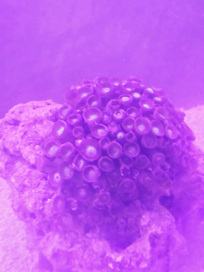 Assorted Zoa Colony (Very Large), Form Clusters Of Small, Button Like Polyps That Open Into Stunning Patterns