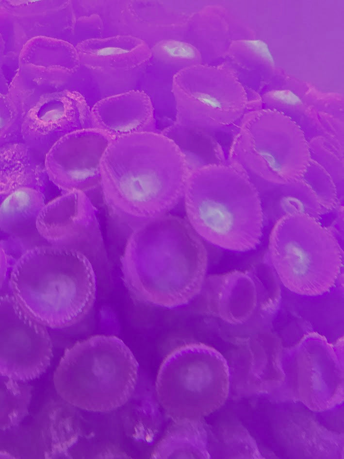 Assorted Zoa Colony (Very Large), Form Clusters Of Small, Button Like Polyps That Open Into Stunning Patterns