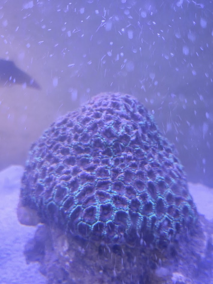 Christmas Favia Xtra Large, Stunning Large Polyp Stony (LPS) Coral Prized For Its Festive Coloration