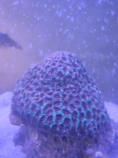 Christmas Favia Xtra Large, Stunning Large Polyp Stony (LPS) Coral Prized For Its Festive Coloration