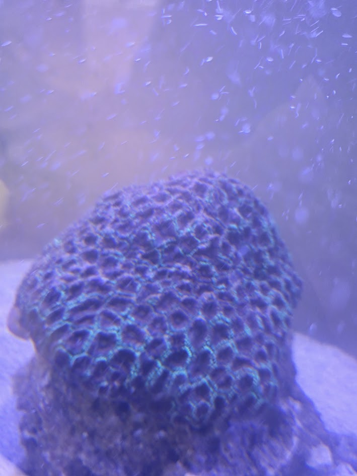 Christmas Favia Xtra Large, Stunning Large Polyp Stony (LPS) Coral Prized For Its Festive Coloration