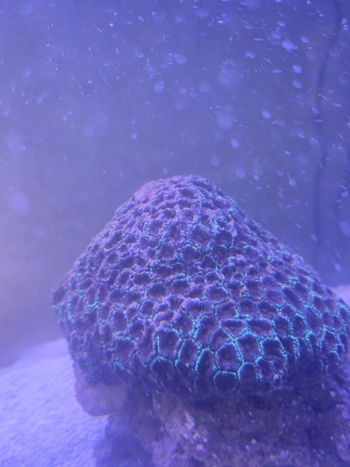 Christmas Favia Xtra Large, Stunning Large Polyp Stony (LPS) Coral Prized For Its Festive Coloration