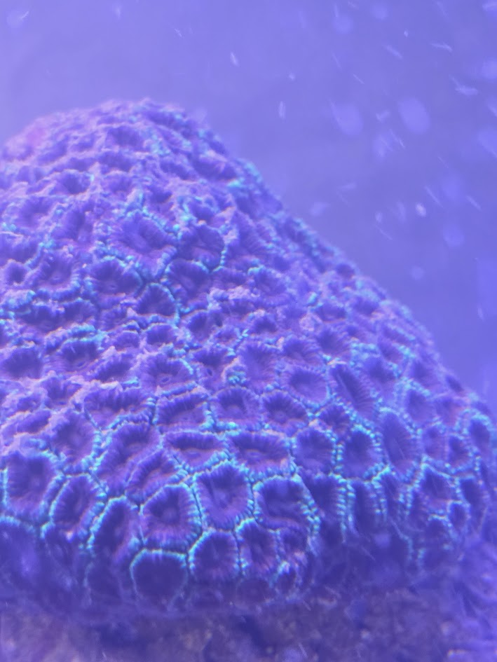 Christmas Favia Xtra Large, Stunning Large Polyp Stony (LPS) Coral Prized For Its Festive Coloration