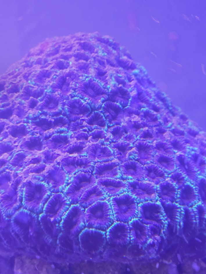 Christmas Favia Xtra Large, Stunning Large Polyp Stony (LPS) Coral Prized For Its Festive Coloration