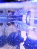 Dog-Faced Puffer, Arothron Nigropunctatus, A Very Charming Aquatic Creature That Is Hard To Find