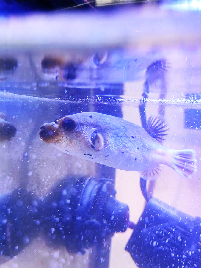 Dog-Faced Puffer, Arothron Nigropunctatus, A Very Charming Aquatic Creature That Is Hard To Find