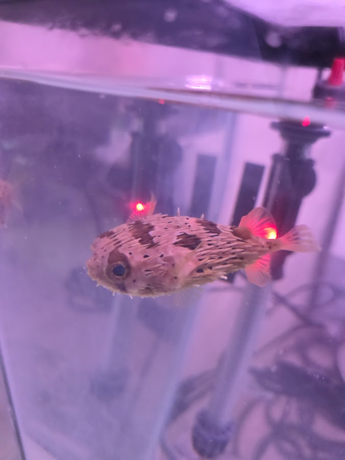 Porcupine Puffer, Instantly Recognizable And Absolutely Adorable Fish With A Dog Like Personality