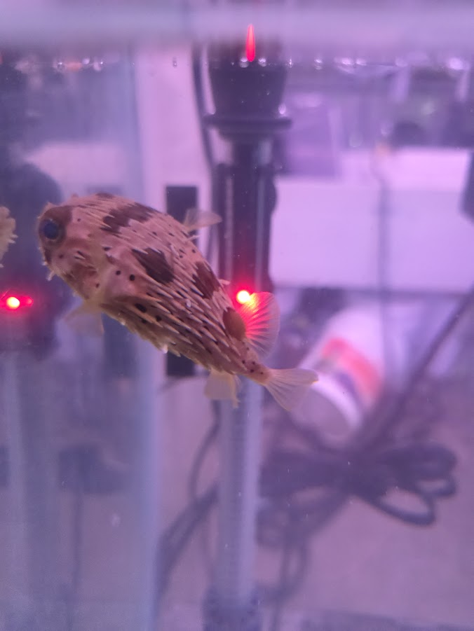Porcupine Puffer, Instantly Recognizable And Absolutely Adorable Fish With A Dog Like Personality