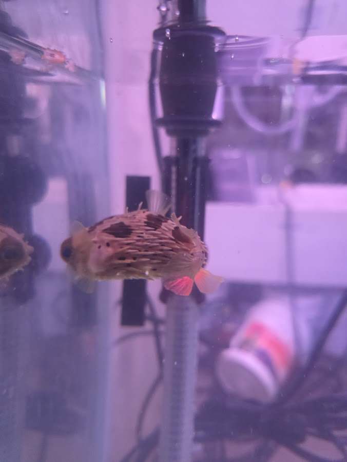 Porcupine Puffer, Instantly Recognizable And Absolutely Adorable Fish With A Dog Like Personality