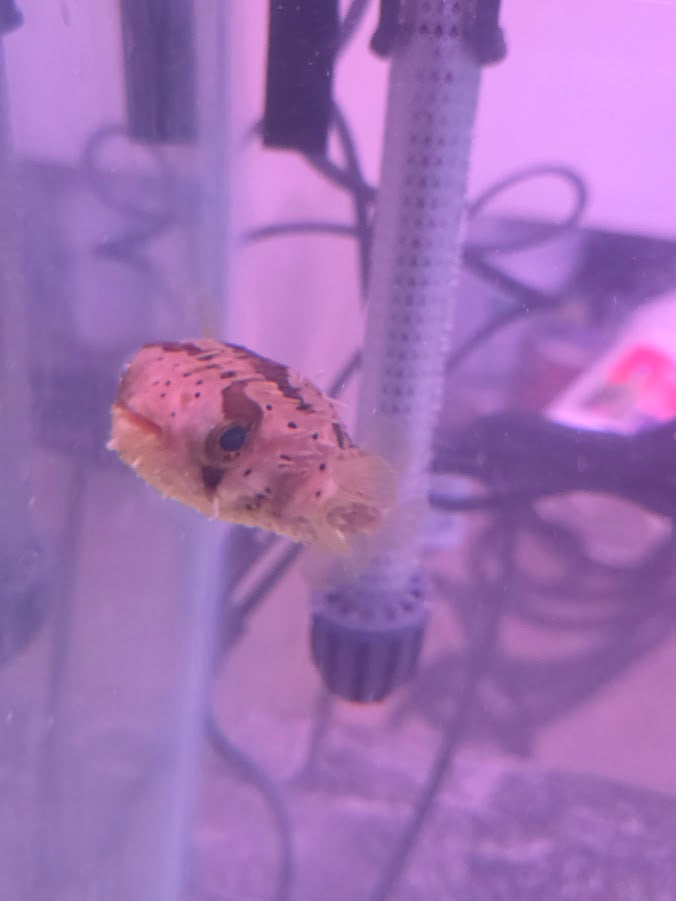 Porcupine Puffer, Instantly Recognizable And Absolutely Adorable Fish With A Dog Like Personality