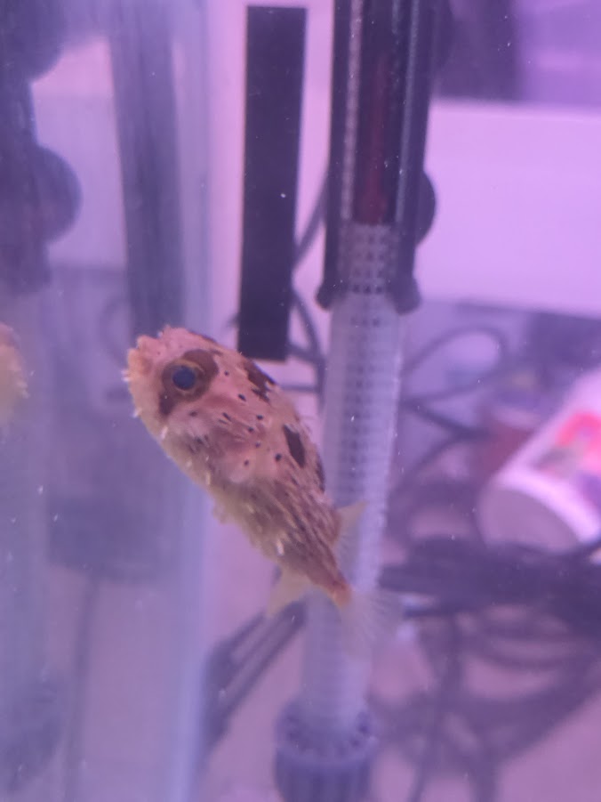 Porcupine Puffer, Instantly Recognizable And Absolutely Adorable Fish With A Dog Like Personality