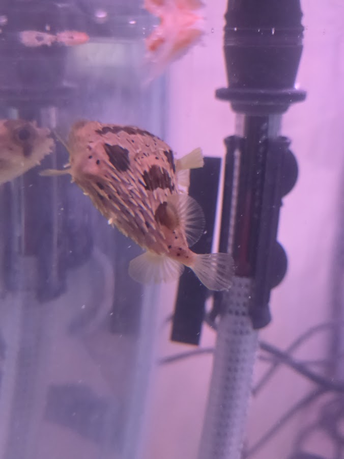 Porcupine Puffer, Instantly Recognizable And Absolutely Adorable Fish With A Dog Like Personality