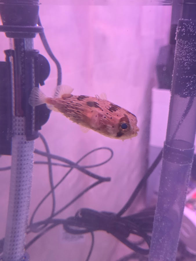 Porcupine Puffer, Instantly Recognizable And Absolutely Adorable Fish With A Dog Like Personality