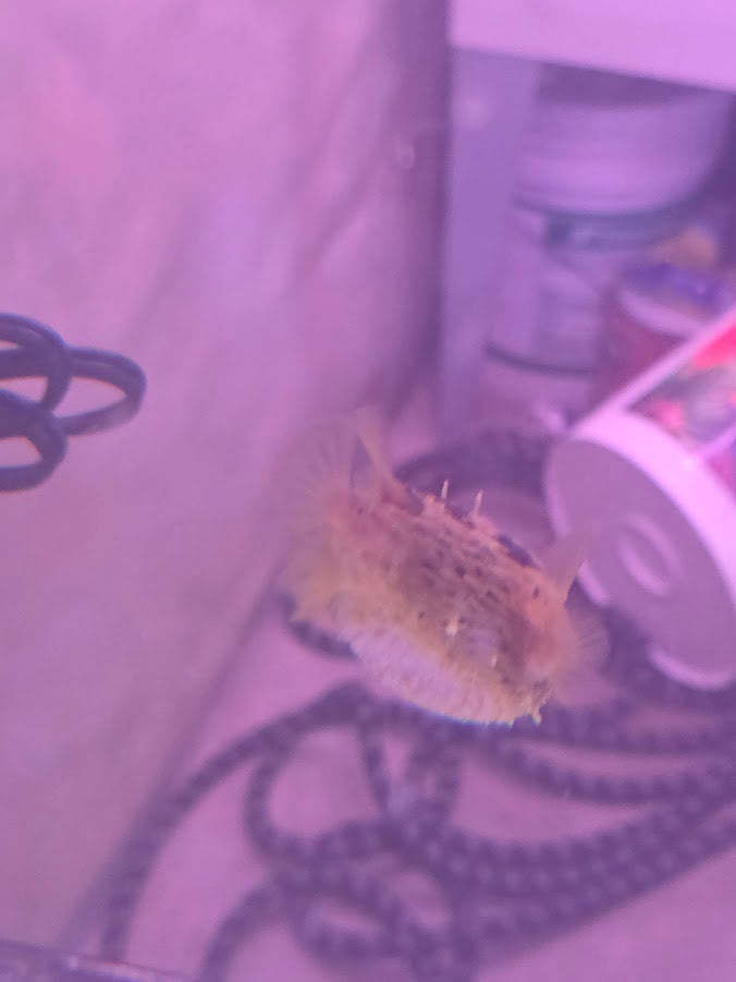 Porcupine Puffer, Instantly Recognizable And Absolutely Adorable Fish With A Dog Like Personality