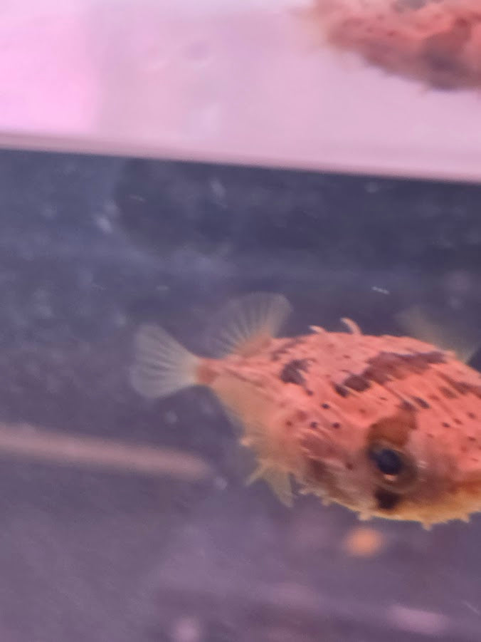 Porcupine Puffer, Instantly Recognizable And Absolutely Adorable Fish With A Dog Like Personality