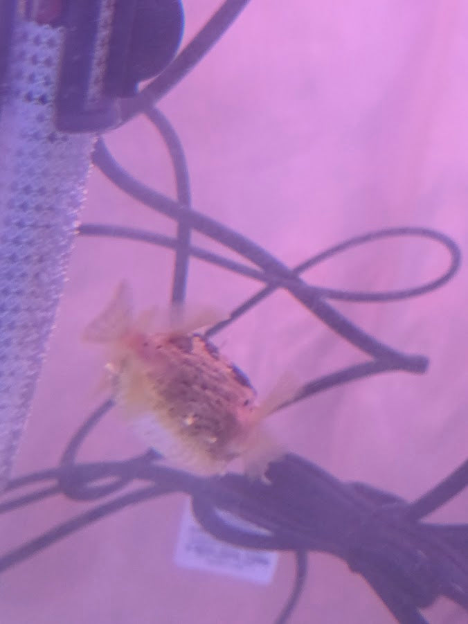 Porcupine Puffer, Instantly Recognizable And Absolutely Adorable Fish With A Dog Like Personality