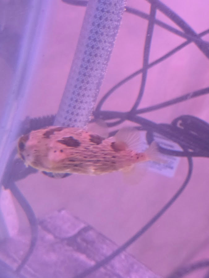 Porcupine Puffer, Instantly Recognizable And Absolutely Adorable Fish With A Dog Like Personality
