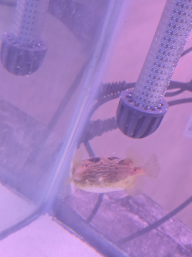 Porcupine Puffer, Instantly Recognizable And Absolutely Adorable Fish With A Dog Like Personality