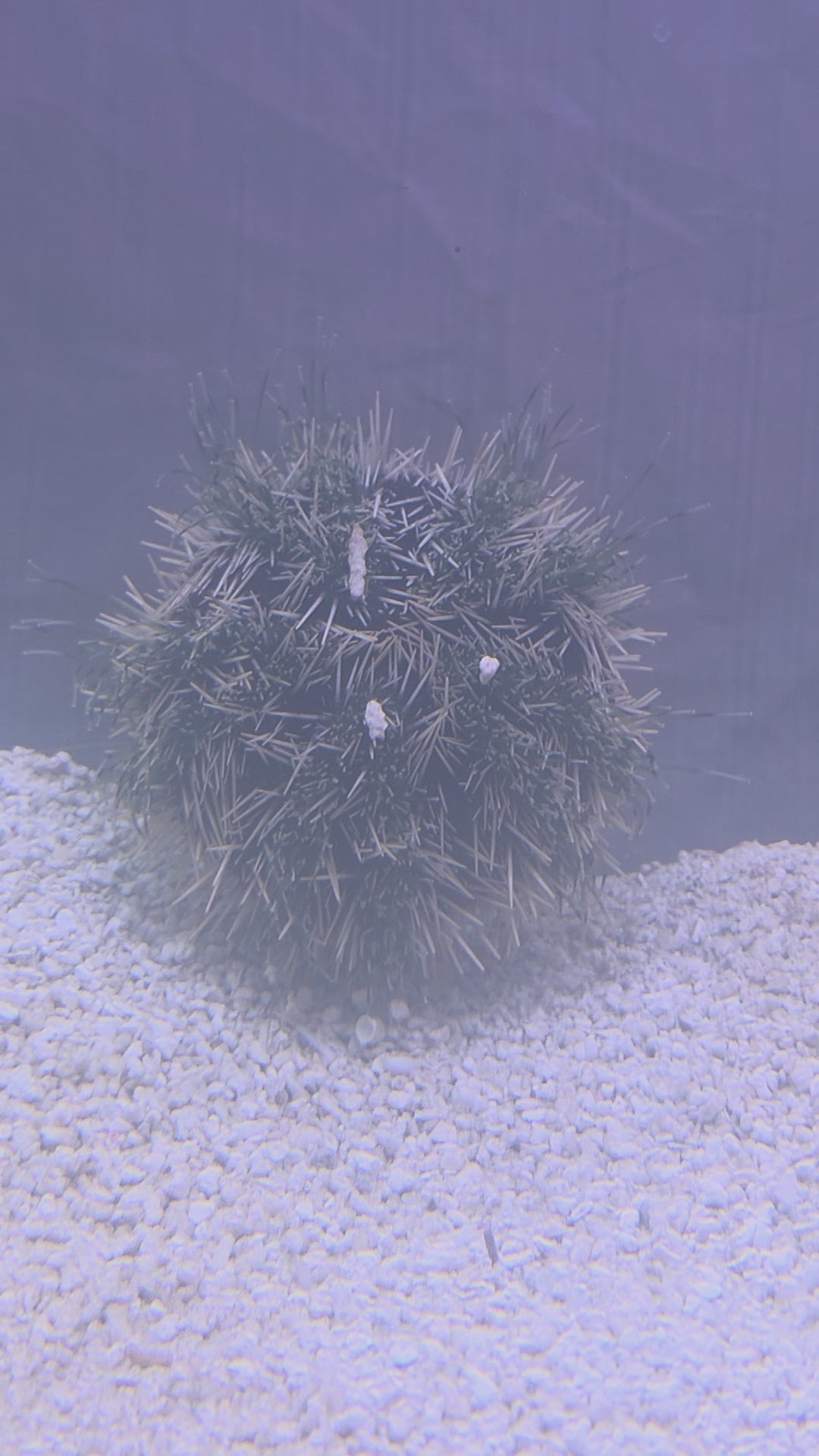 Collector Sea Urchin, Highly Effective Algae Eating Machine To Keep Your Saltwater Tank Clean