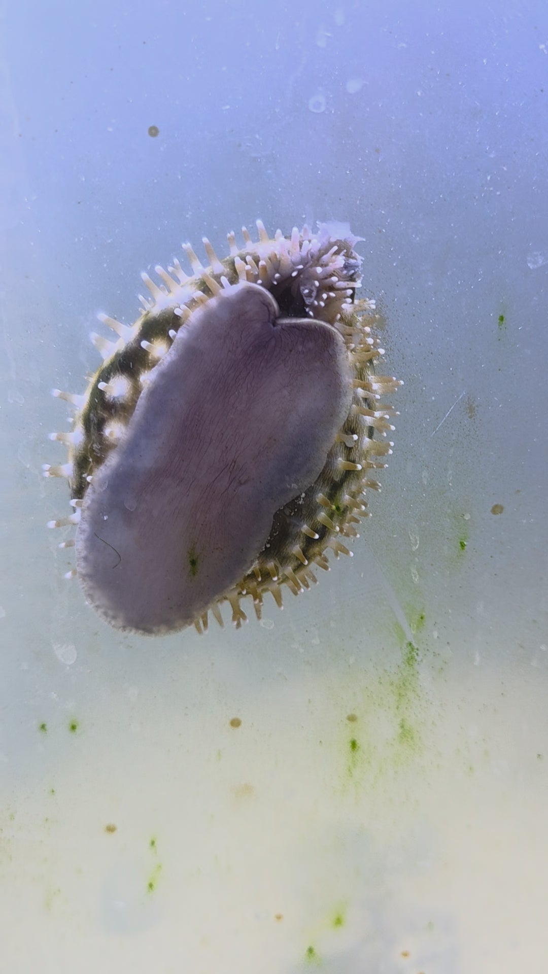 Tiger Cowrie Snail, Cypraea Tigris, A Marine Gastropod Mollusk In The Family Cypraeidae