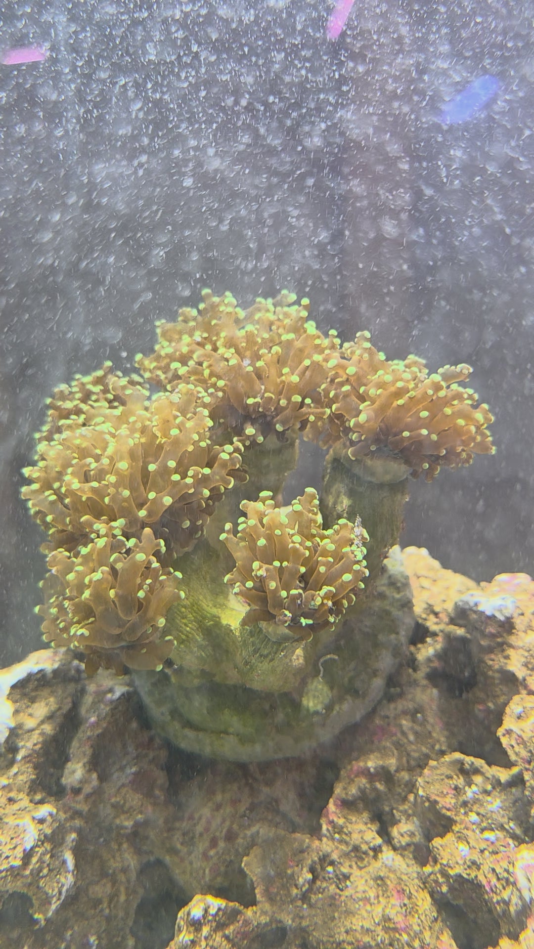 Ultra Green Branching Frogspawn Colony (Very Large), Grows On Multiple Branches