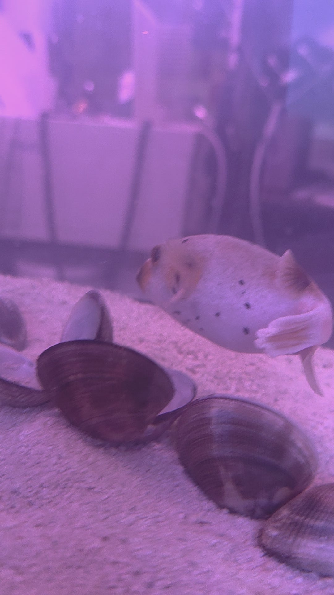 Dog Faced Puffer, Also Known As The Black Spotted Puffer, A Cute Tropical Marine Fish