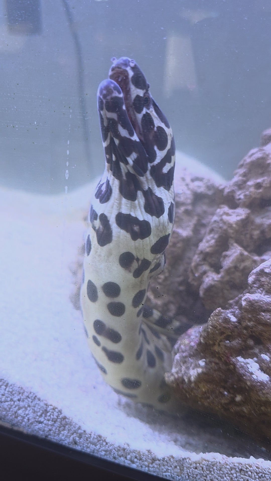Leopard Moray Eel, Also Known As Tiger Moray Eel, Dragon Moray, Super Huge Specimen