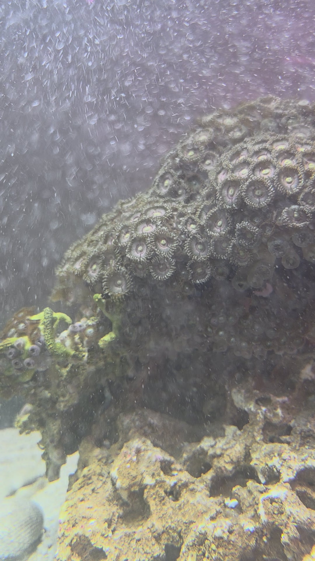 Zoanthid Rock Coral, Very Large Specimen Established On Live Rock, Collector Gem Specimen