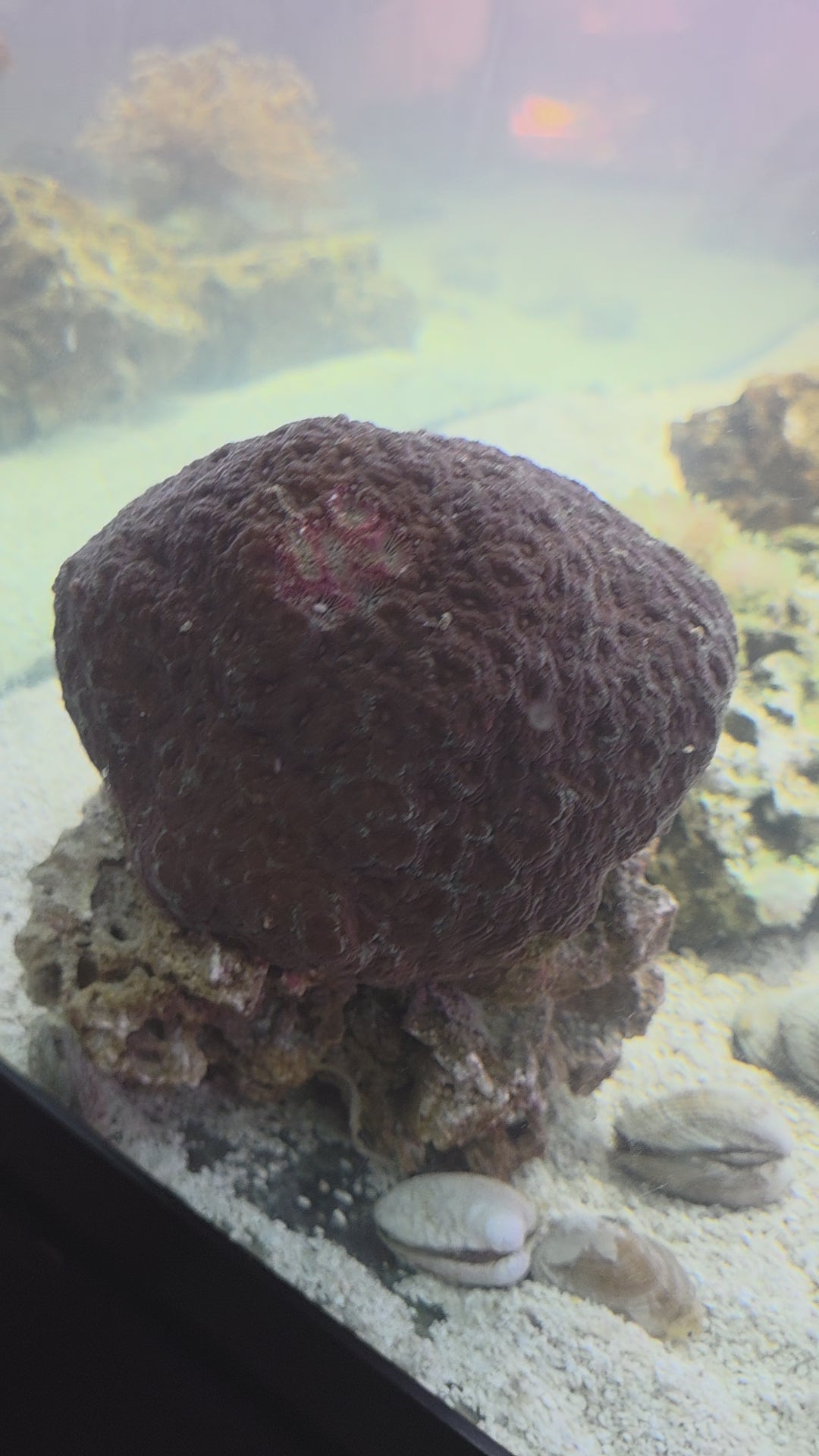 Christmas Favia Xtra Large, Stunning Large Polyp Stony (LPS) Coral Prized For Its Festive Coloration